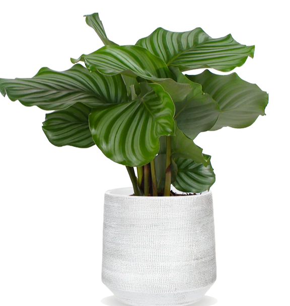 Calathea orbifolia (Korbmarante) (S)