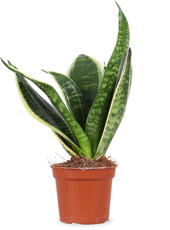 Sansevieria laurentii (Bogenhanf) (XS)