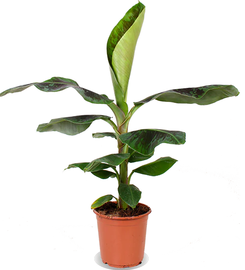 Musa dwarf cavendish (Bananenpflanze) (M)