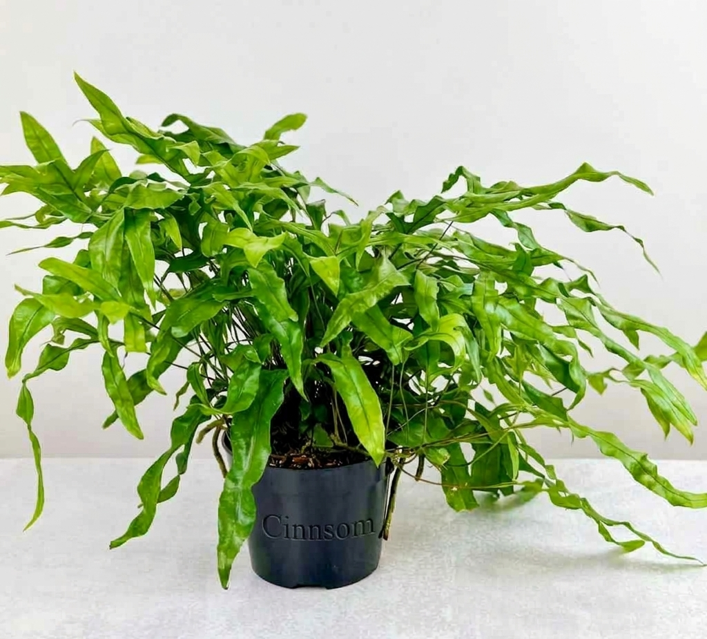 Zealandia pustulatum 'Kangaroo Paw' - Känguru-Pfotenfarn - 6 Zoll