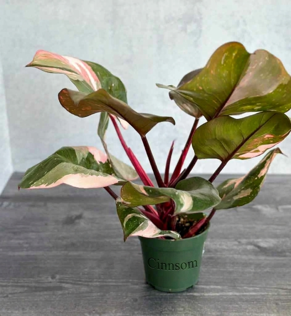 Philodendron erubescens – Pink Princess Philodendron – Verschiedene Größen
