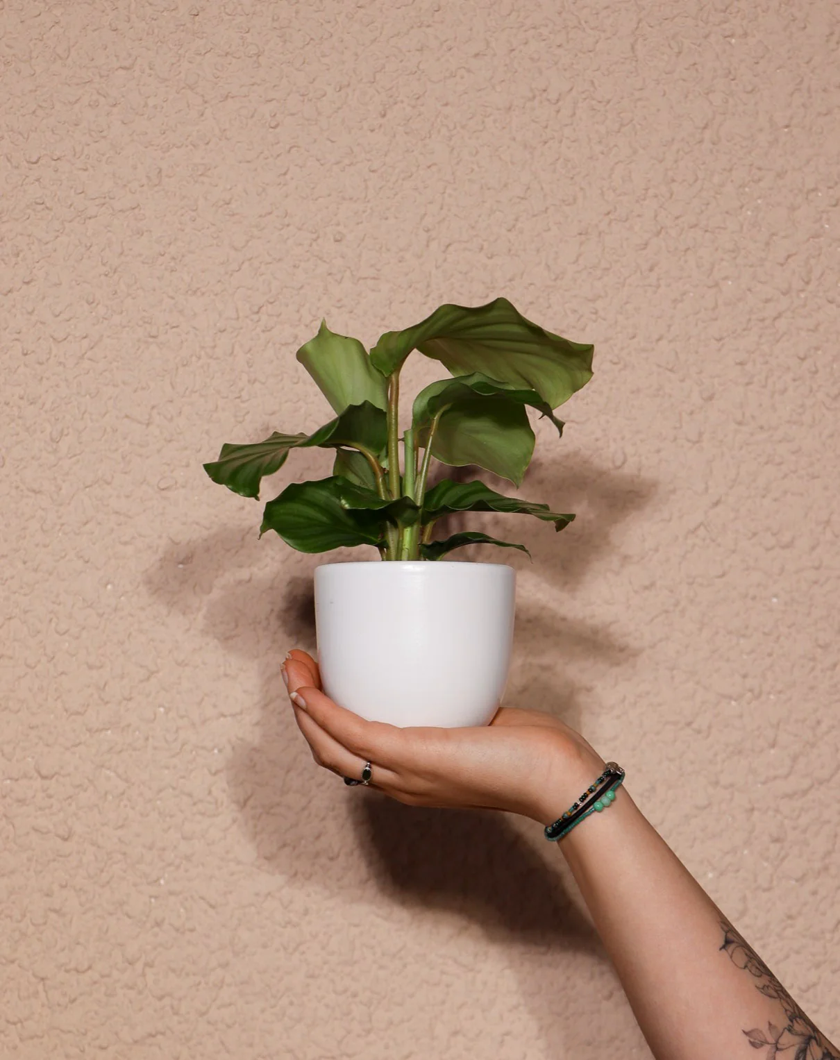 Calathea orbifolia (Korbmarante) (XS)