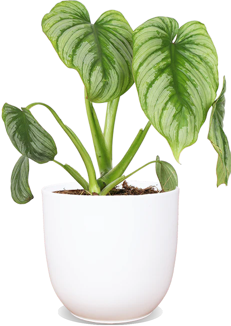 Philodendron mamei (Baumfreund) (S)