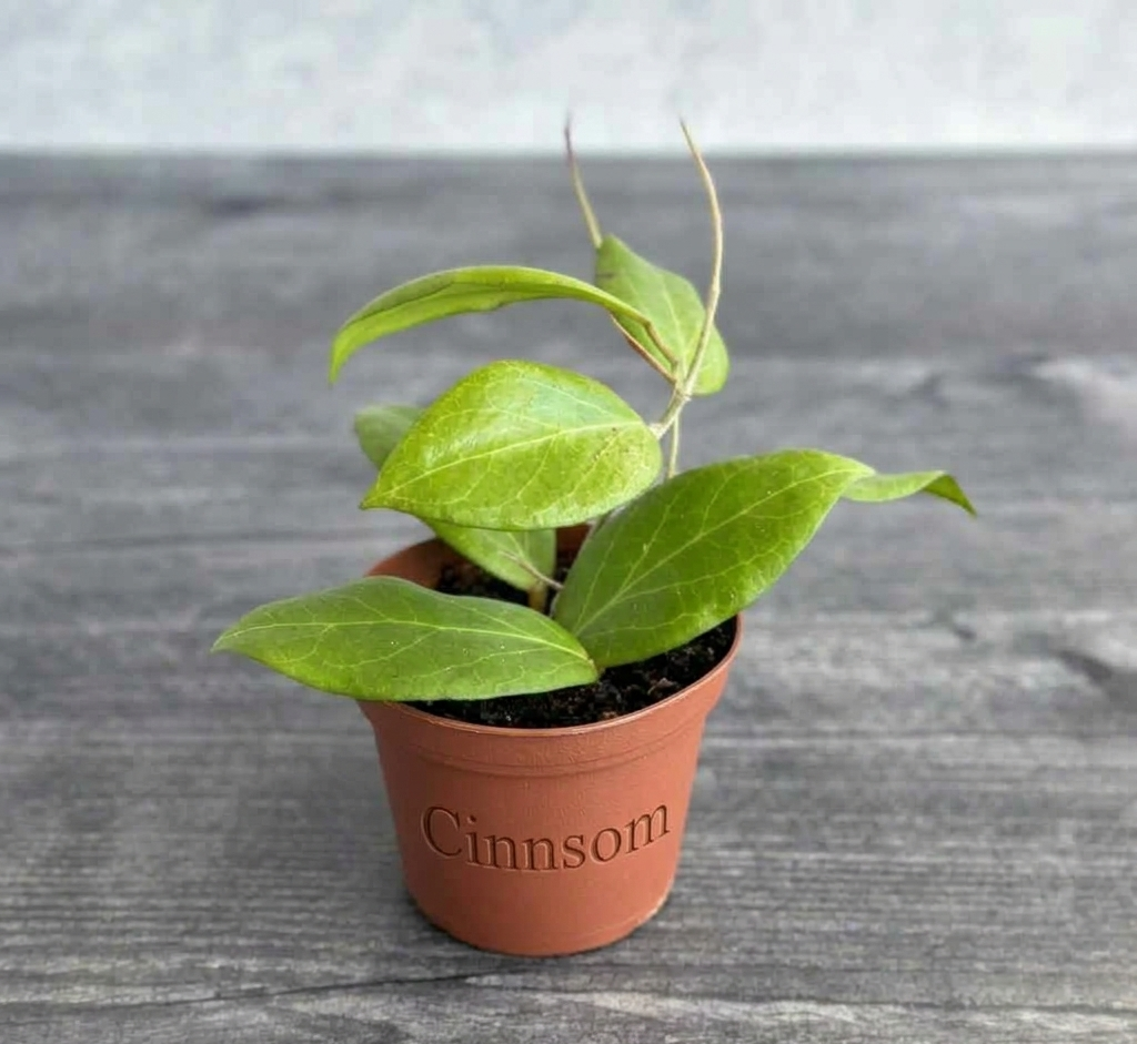 Hoya Cutis-Porcelana – Porzellanhaut Hoya – verschiedene Größen