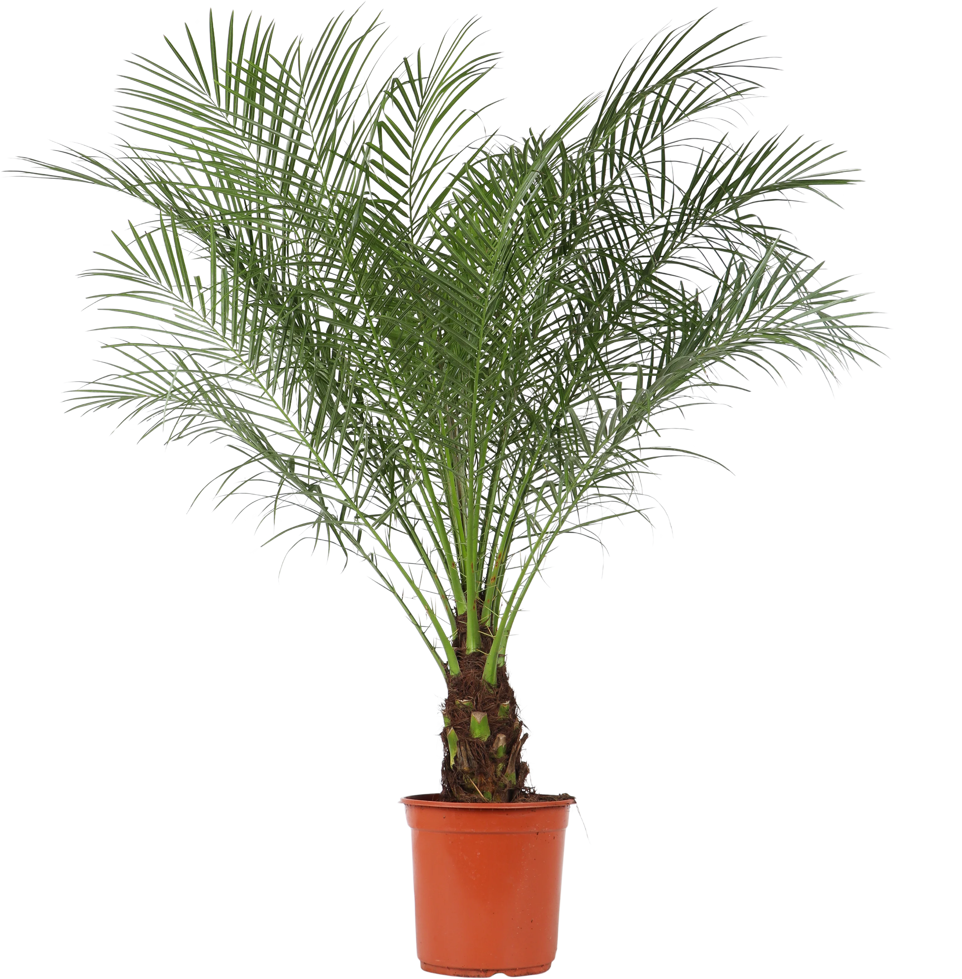 Phoenix roebelenii (Zwerg-Dattelpalme) (L)