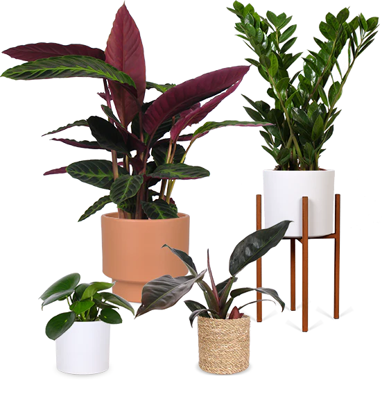 Sammie und die Schattenbande