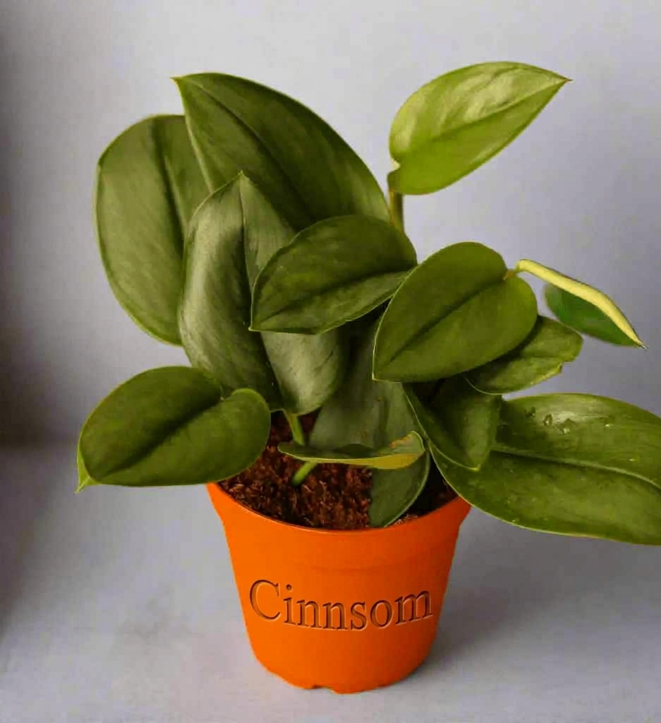 Scindapsus treubii 'Moonlight' - Silberner Scindapsus