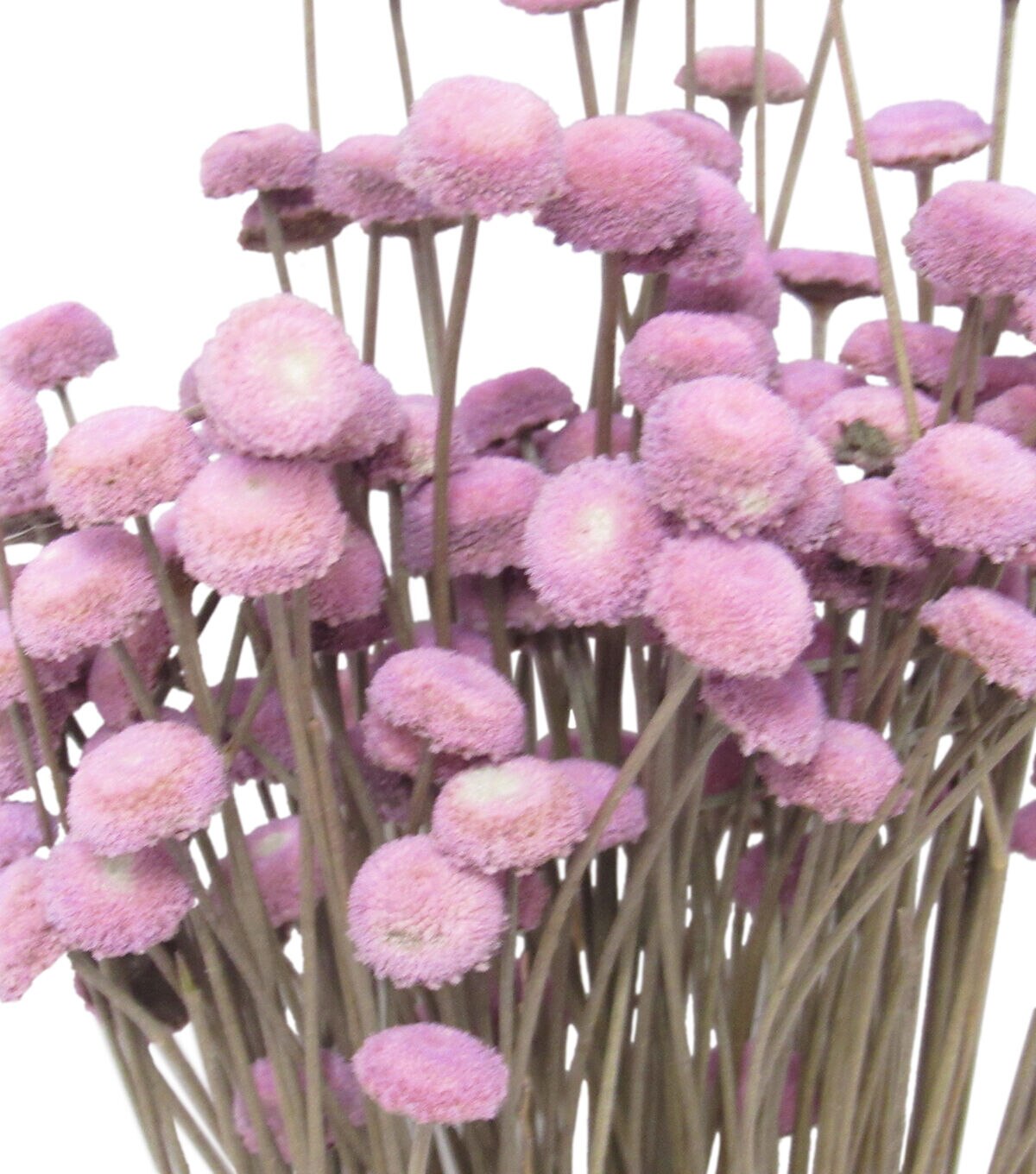 21 Lavender Dried Bouquet by Bloom Room