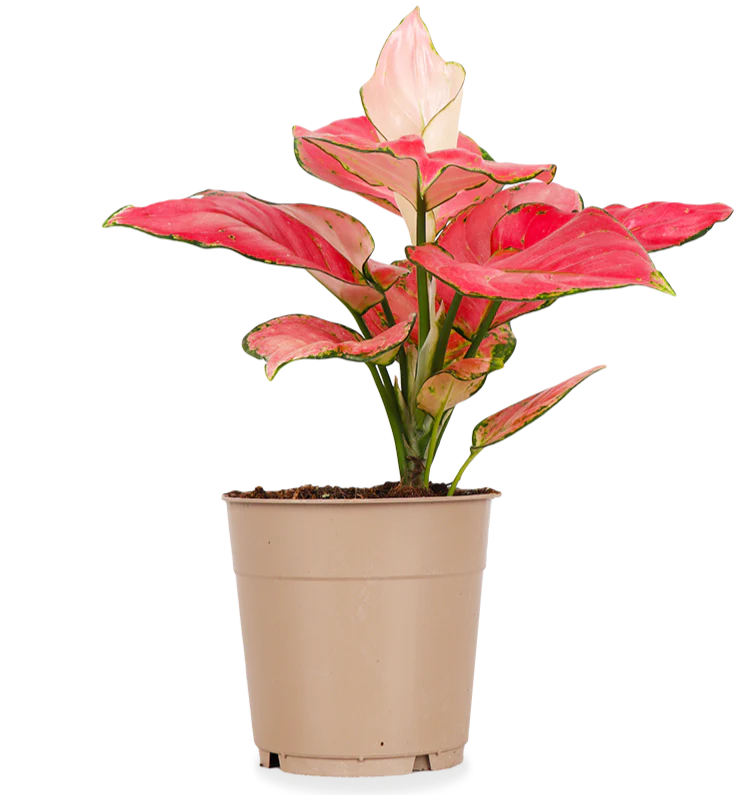 Aglaonema pink star (Kolbenfaden) (S)