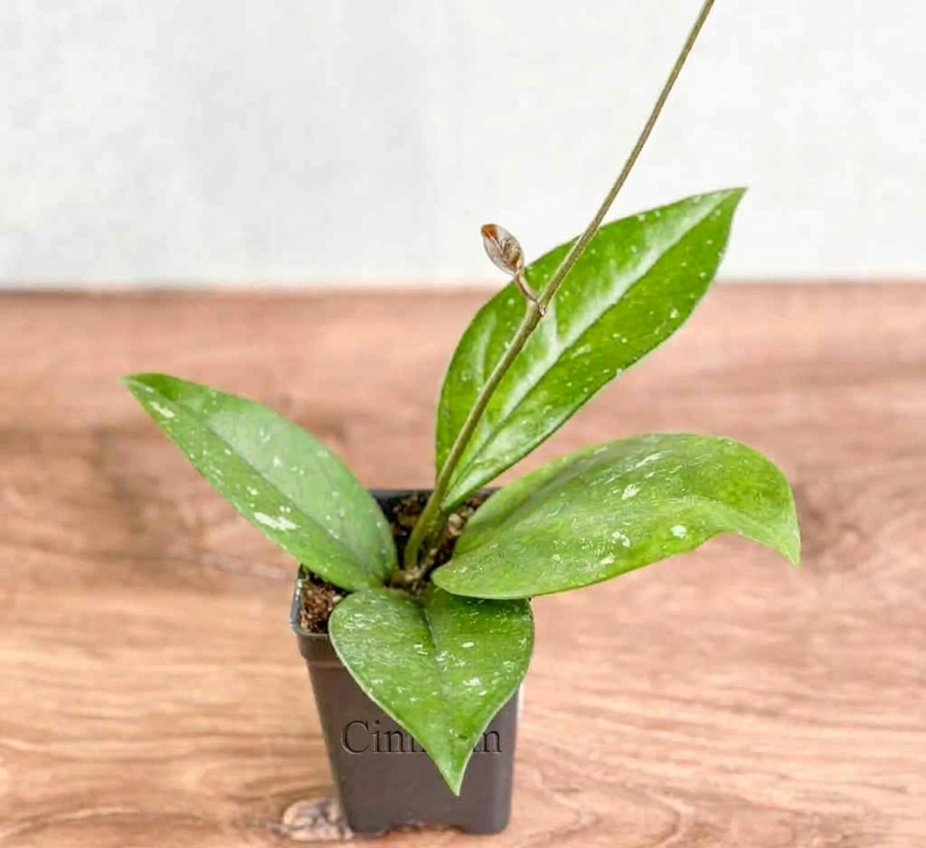 Hoya Fungii x Pubicalyx – Pilzwachspflanze