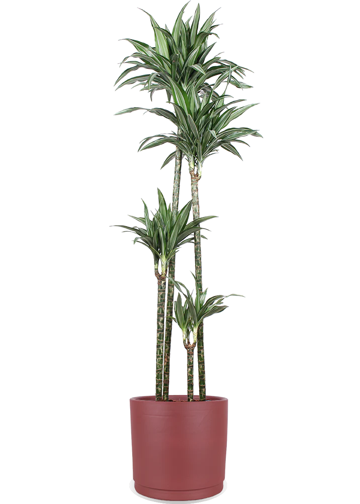 Dracaena ulises (Drachenbaum) (XL)