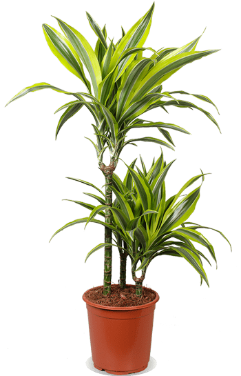 Dracaena lemon lime (Drachenbaum) (M)