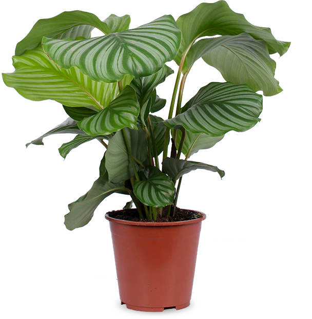 Calathea orbifolia (Korbmarante) (M)