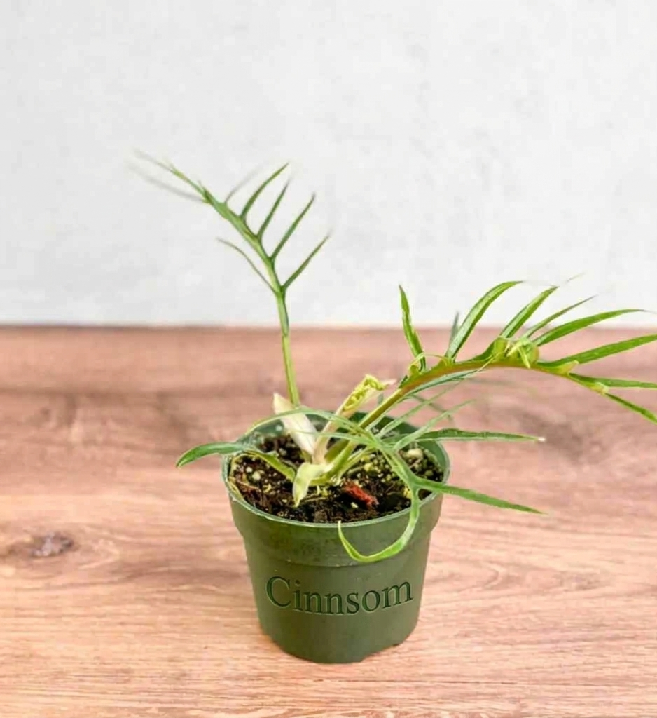 Philodendron 'Tortum' - Philodendron mit Spitzenblättern - 4,5 Zoll