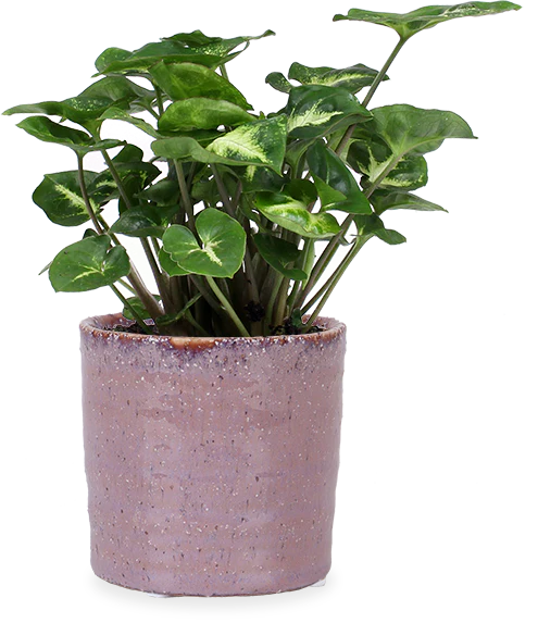 Syngonium pixie (Purpurtute) (XS)