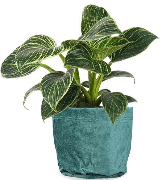 Philodendron birkin (Baumfreund) (S)