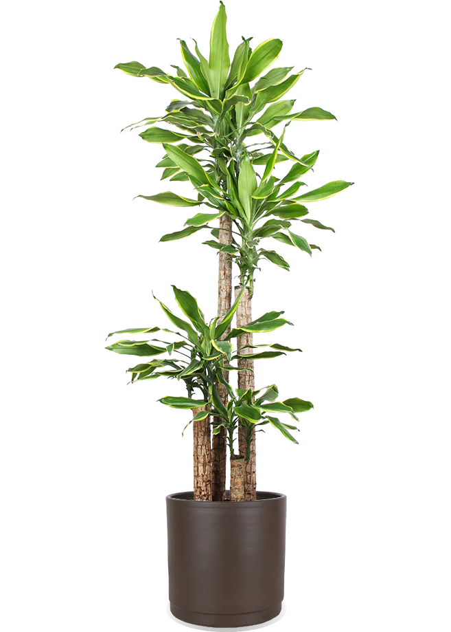 Dracaena golden coast (Drachenbaum) (XL)