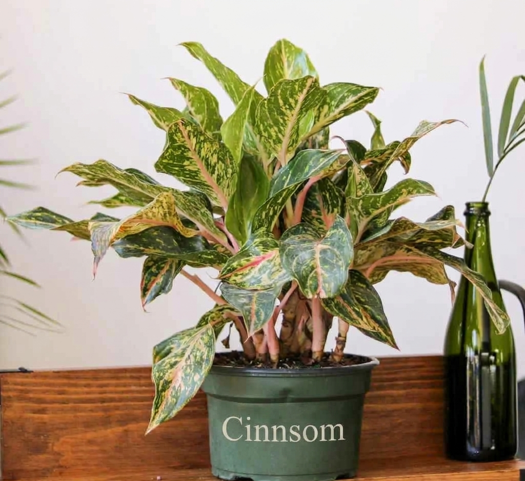 Aglaonema 'Sparkling Sarah' Chinesisches Immergrün - Verschiedene Größen