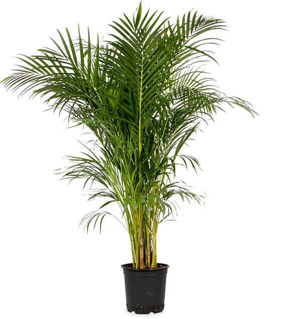 Areca Palme (Goldfruchtpalme) (XL)