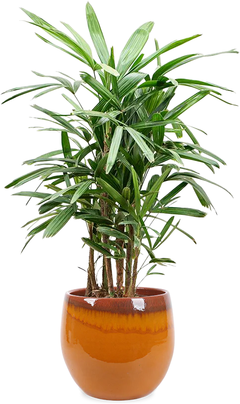 Rhapis excelsa (Steckenpalme) (L)