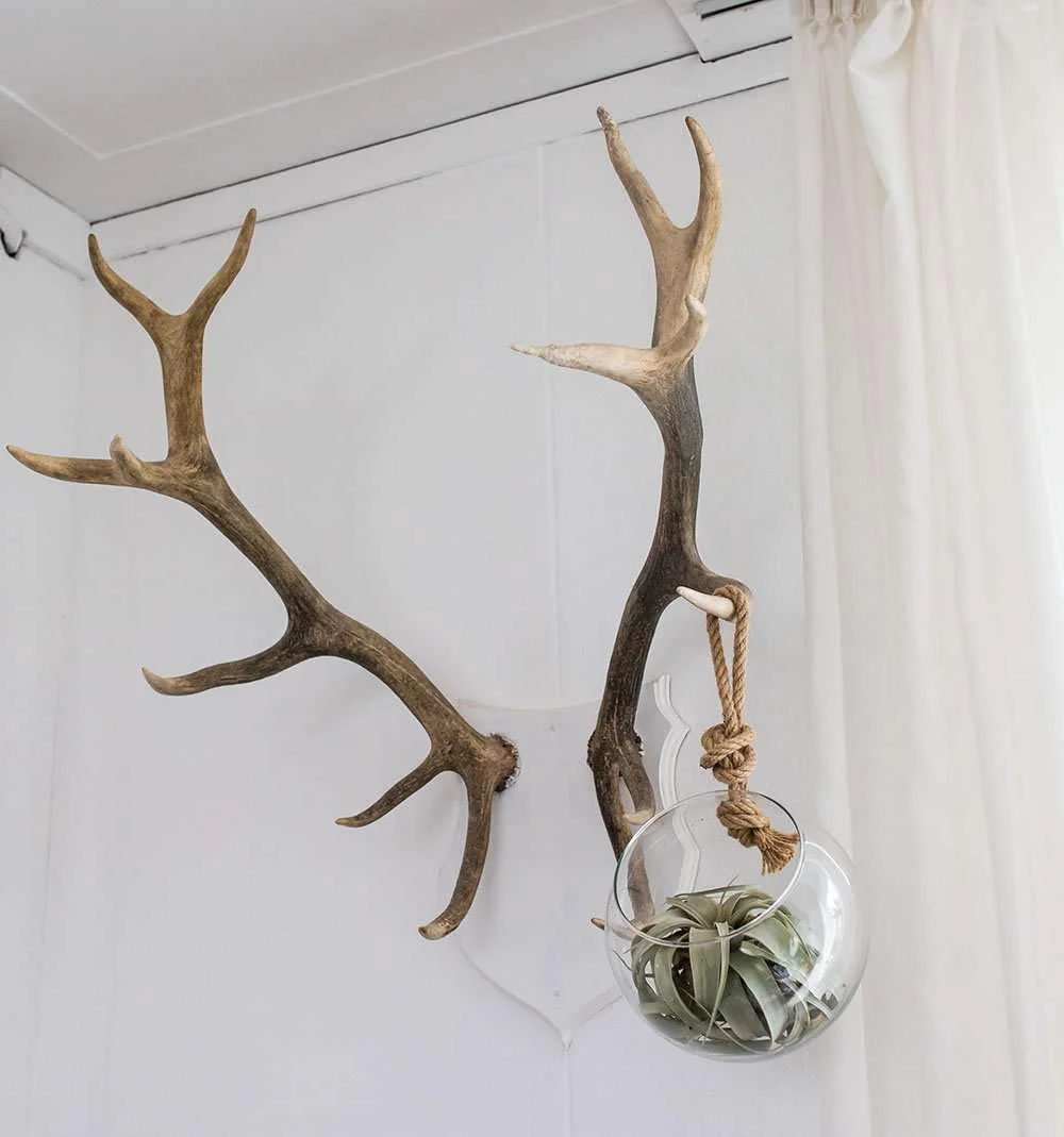 Tillandsia in Glas (Luftpflanze)