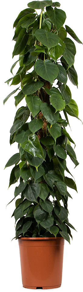 Philodendron scandens (Kletter-Philodendron) (XL)