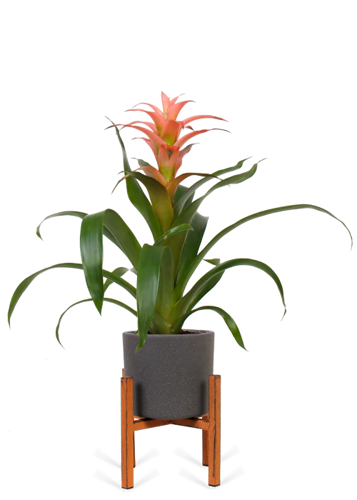Guzmania melissa (Bromelie)