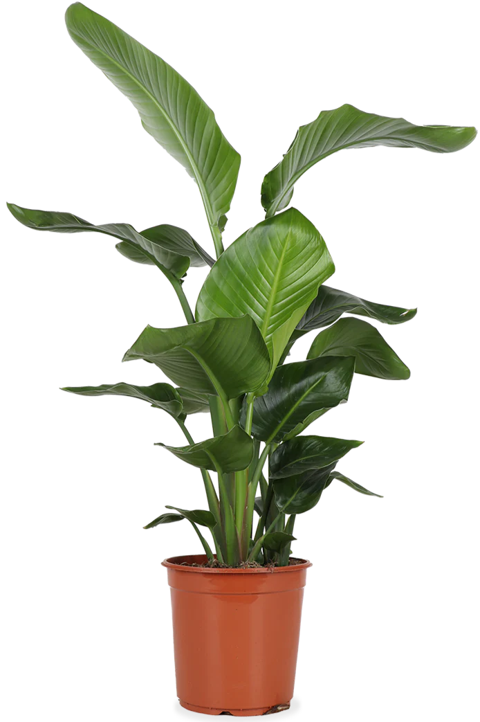 Strelitzia nicolai (Paradiesvogelblume) (L)