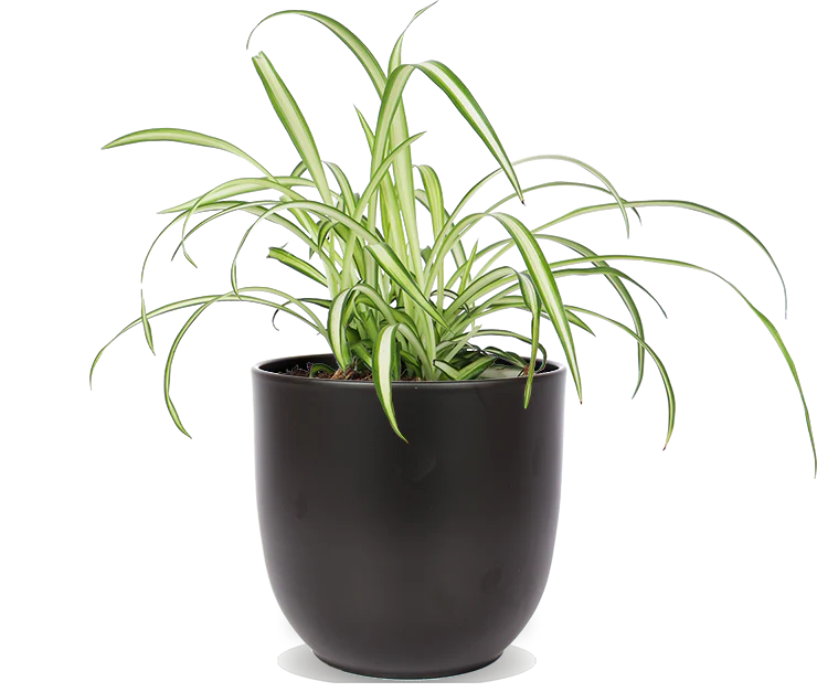 Chlorophytum (Grünlilie) (S)