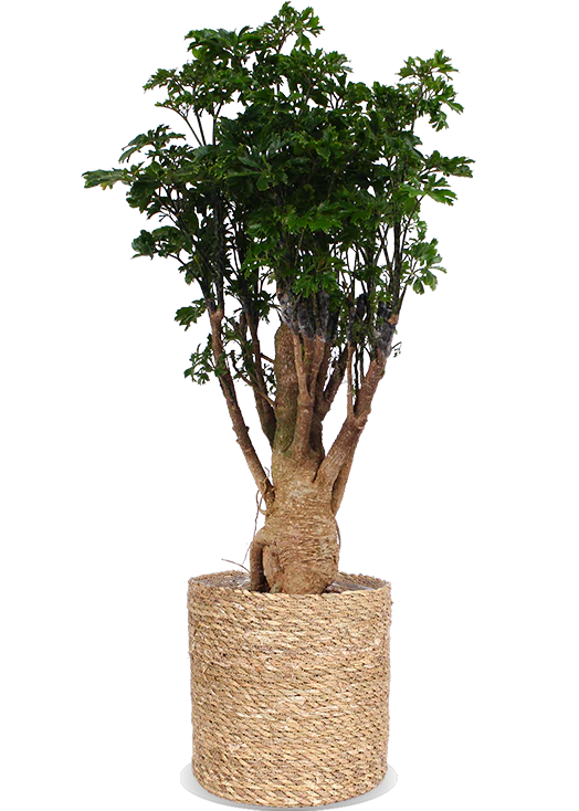 Polyscias parsley bonsai (Fiederaralie) (M)