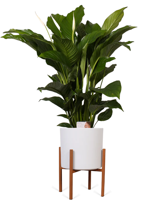 Spathiphyllum lauretta (Einblatt) (M)