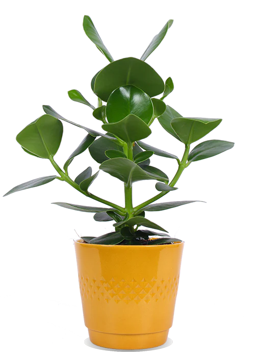 Clusia princess (Balsamapfel) (S)