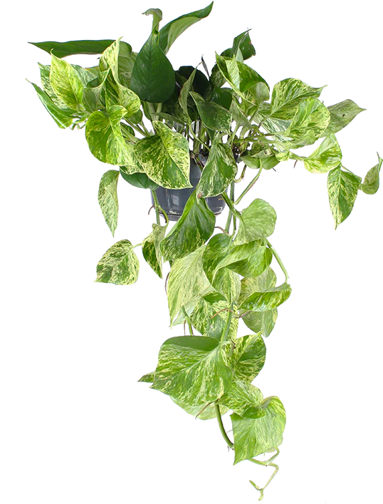 Epipremnum pinnatum marble queen (Efeutute) (M)