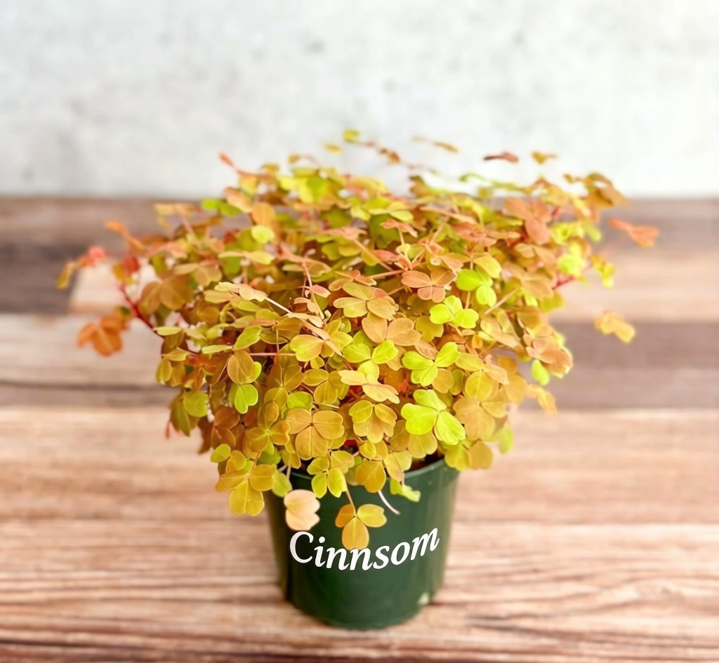 Goldener Sauerklee (Oxalis vulcanicola „Copper Glow“)