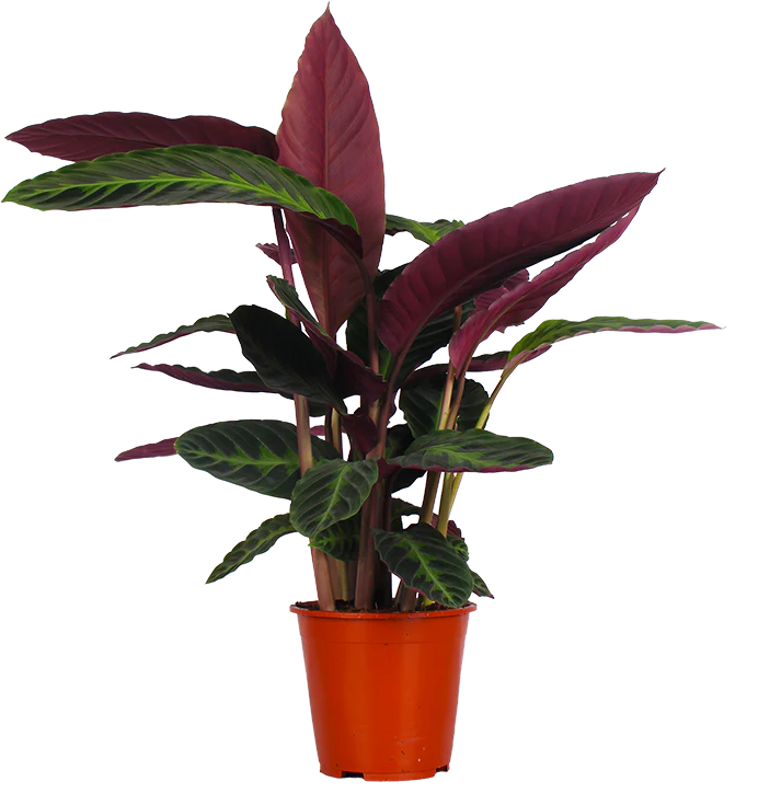 Calathea warscewiczii (Korbmarante) (M)