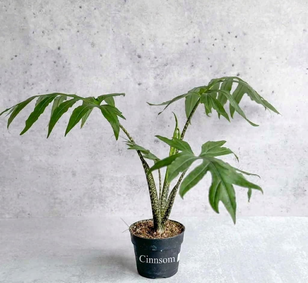 Alocasia brancifolia - Elefantenohr mit schmalen Blättern