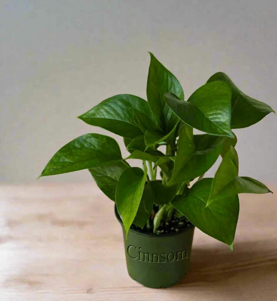 Epipremnum Aureum 'Jade Pothos'