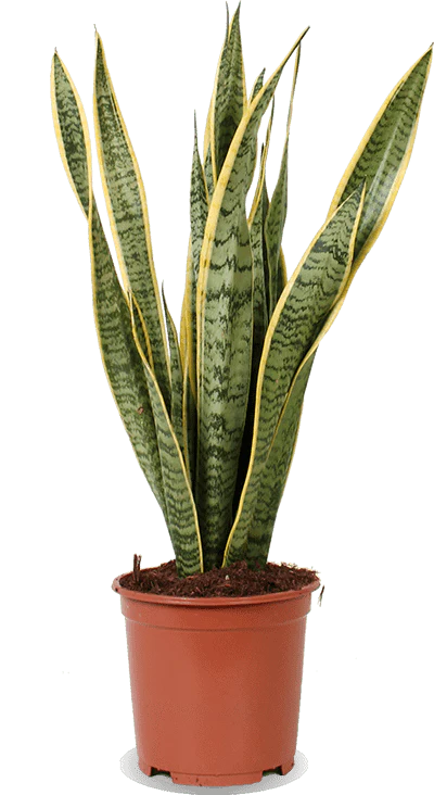 Sansevieria laurentii (Bogenhanf) (M)