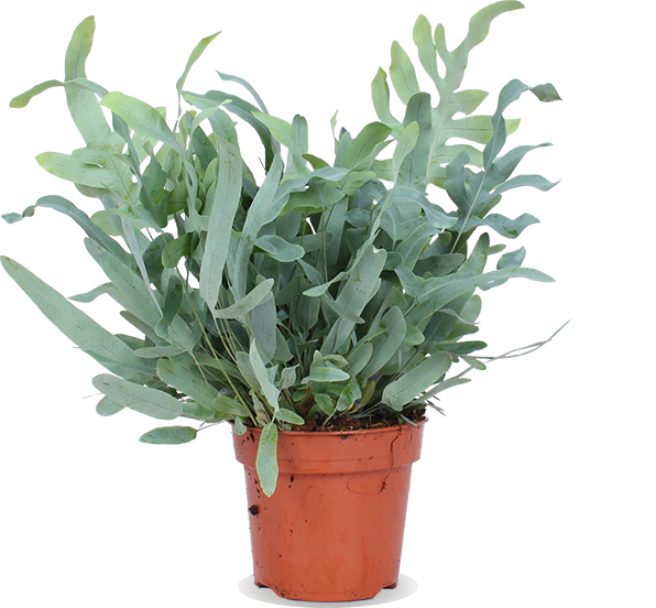 Phlebodium blue star (Goldtüpfel-Farn Blue Star) (M)