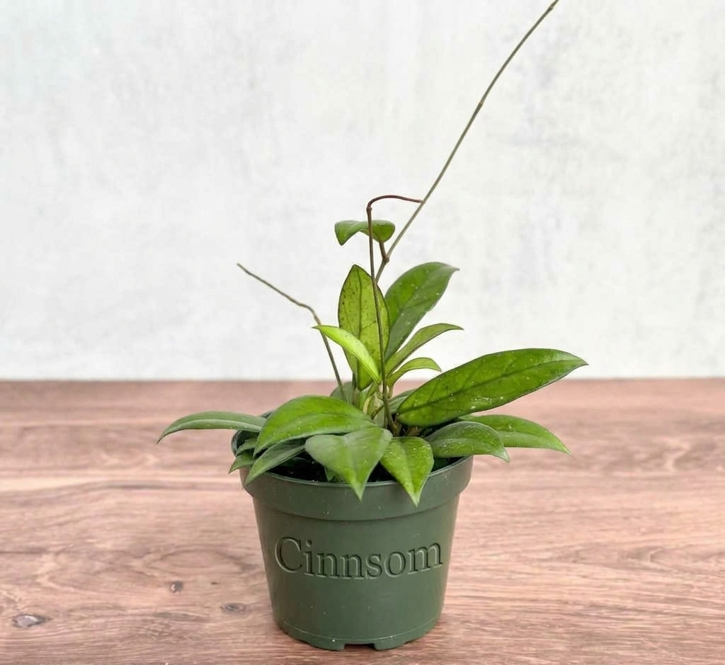 Hoya crassipetiolata Wachsblume – Dickblättrige Hoya