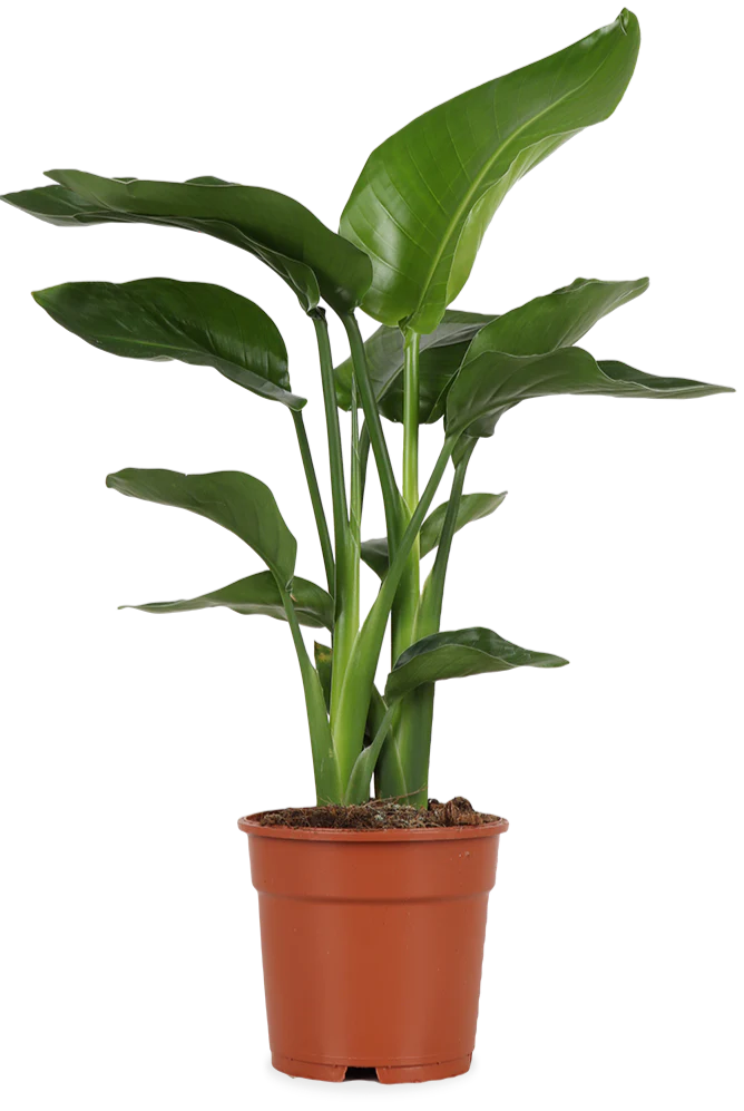 Strelitzia nicolai (Paradiesvogelblume) (M)