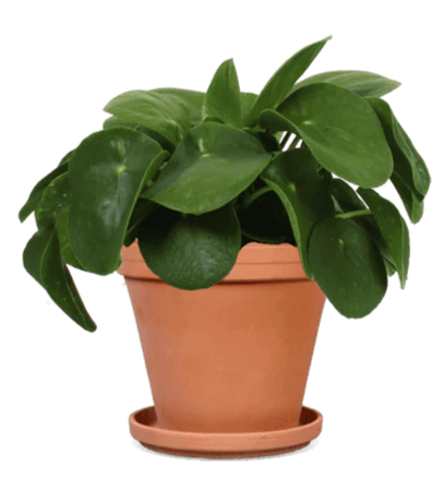 Pilea peperomioides (Glückstaler) (S)