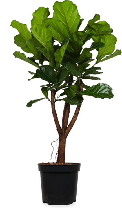 Ficus lyrata verzweigter Stamm (Geigenfeige) (XL)