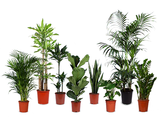 Mitarbeiter des Monats