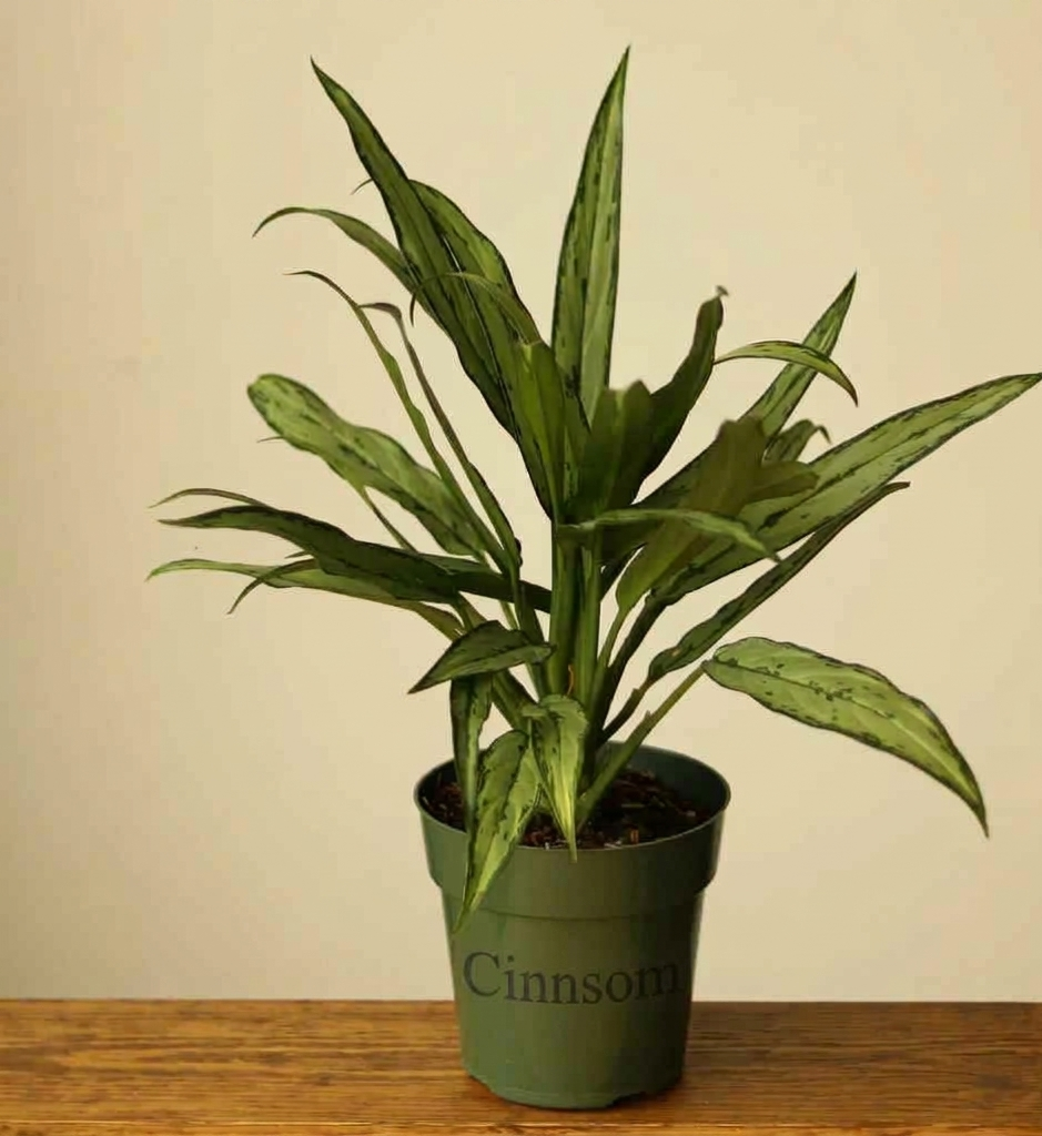 Aglaonema „Cutlass“