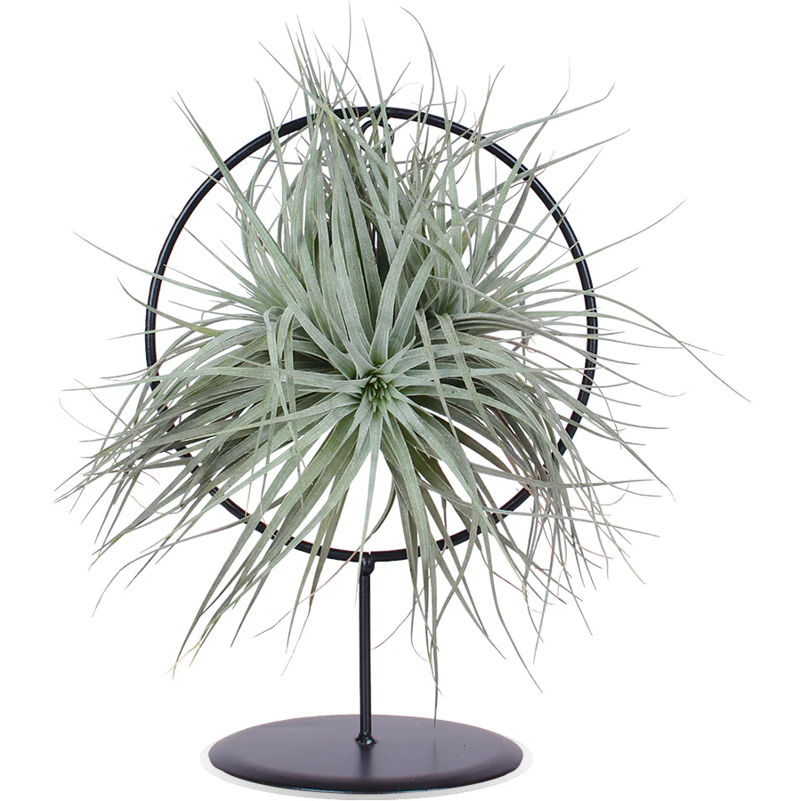 Tillandsia silver im Ring (Luftpflanze) (S)