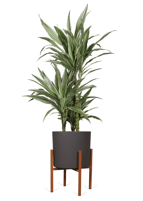 Dracaena warneckei (Drachenbaum) (M)