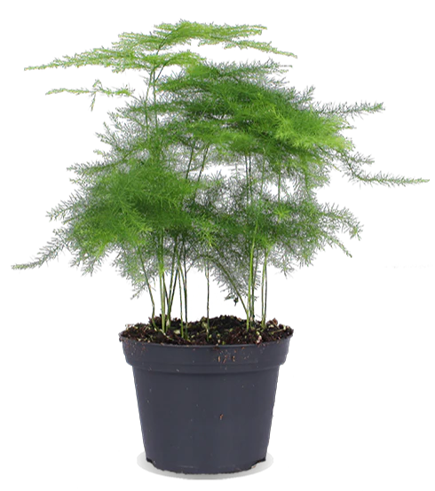 Asparagus plumosus (Zierspargel) (XS)