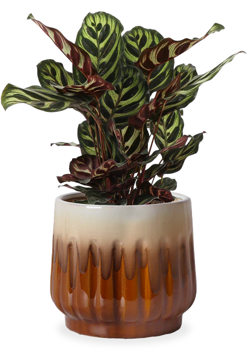 Calathea makoyana (Korbmarante) (S)