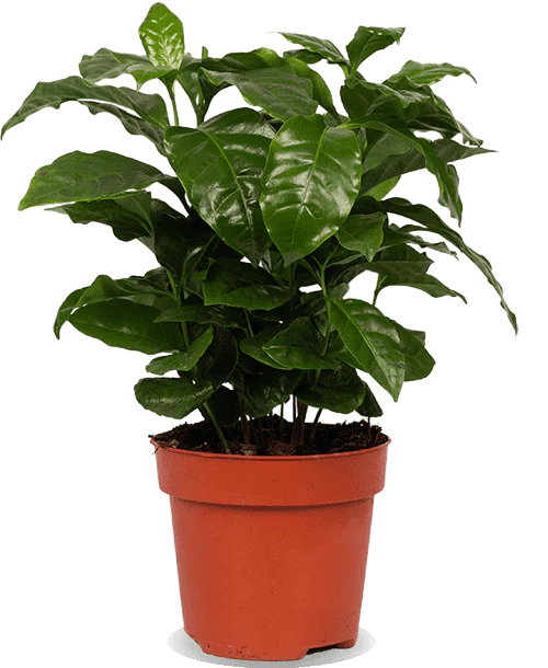 Coffea arabica (Kaffeepflanze) (S)